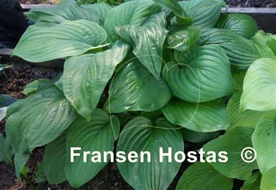 Hosta Fried Green Tomatoes